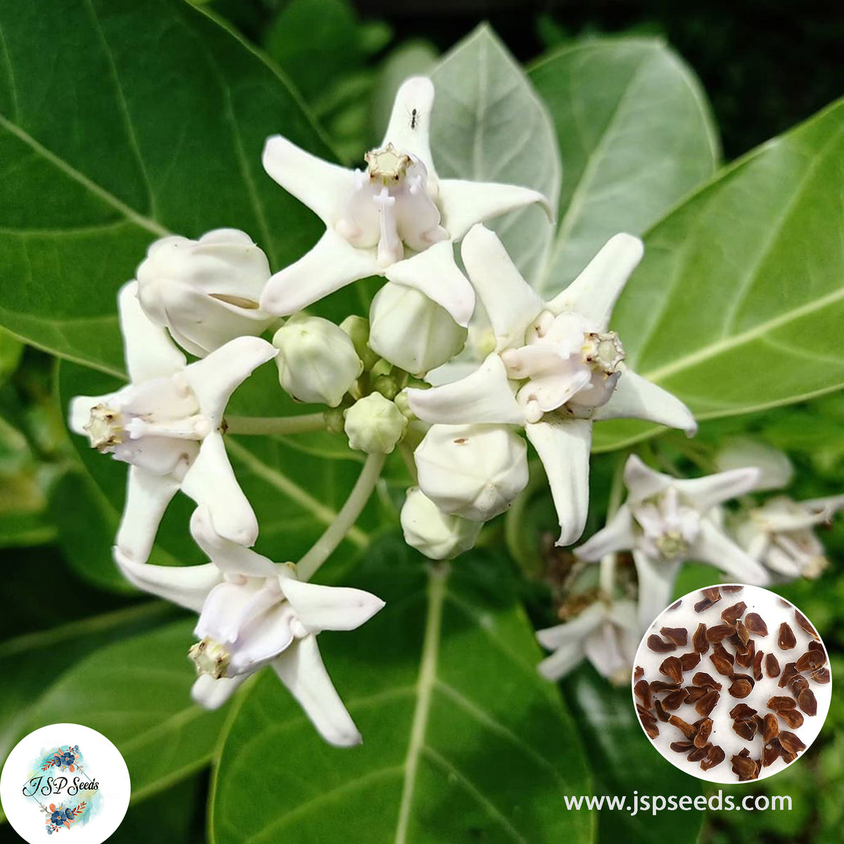 20 White Crown Flower, Calotropis Gigantea, Giant Indian Milkweed, Gigantic Seeds (Asia Flower)