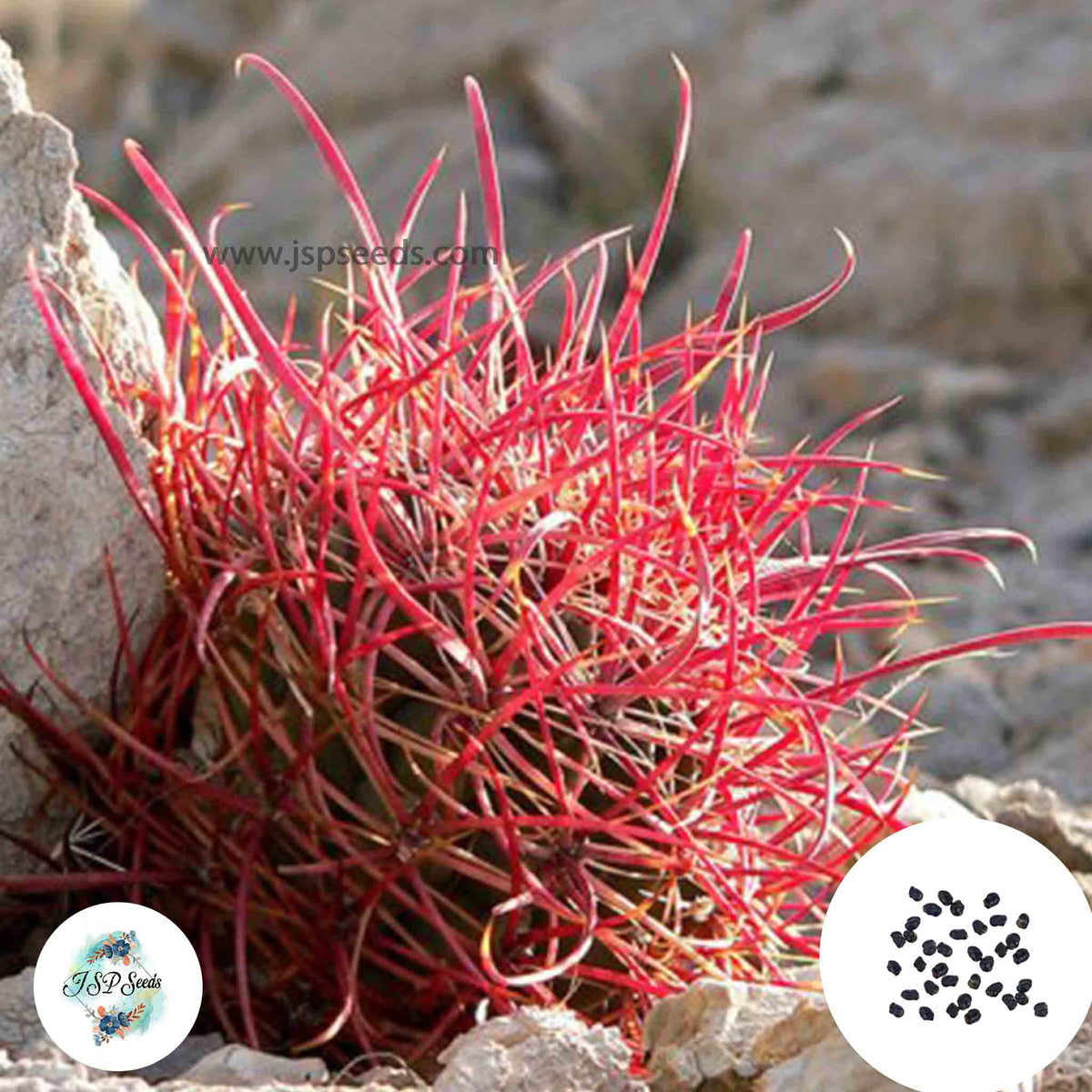 40 Seeds Ferocactus cylindraceus Cactus Succulent seeds