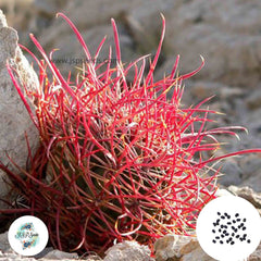 40 Seeds Ferocactus cylindraceus Cactus Succulent seeds