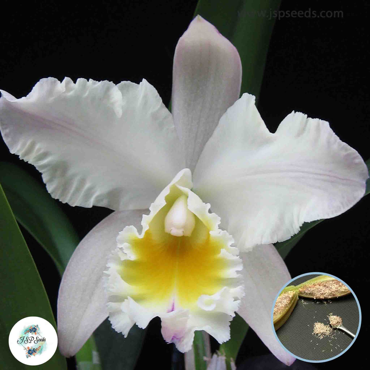 50 White Cattleya Orchid flower Seeds (Flower Garden Potted Plants)Thailand Orchids