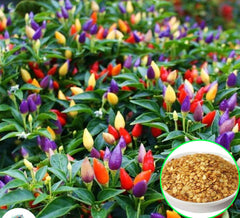 100 Pepper Thai 7 Ornamental Rainbow Chilli Spicy Hot Seeds (Asia Vegetable) Heirloom NON GMO Fresh