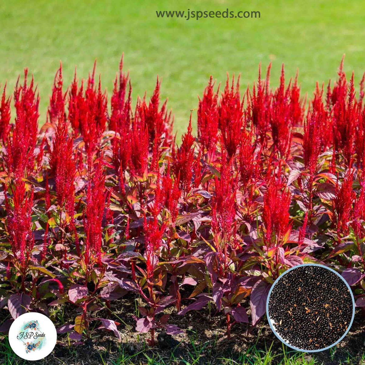 200 Red Fire Celosia Seeds Celosia plumosa Annual Blooms Flowering Seeds