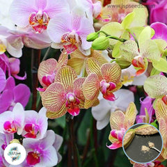 50 20 Colors Cymbidium Orchid African Cymbidiums Plantas Phalaenopsis Bonsai Flower Flores Plant Home Seeds