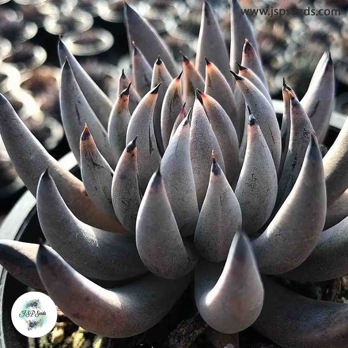 Echeveria unguiculata / 40 seeds (Black Claws)