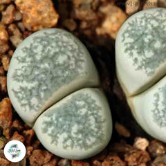 Lithops herrei / 40 seeds (Living Stones)