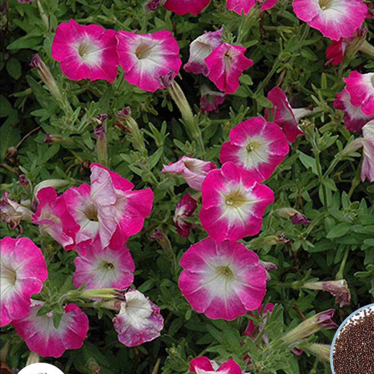 1000 Picobella Rose Petunia Seeds Grandiflora, Multiflora, Milliflora Perennial Flowers Annual Seeds (Flower)