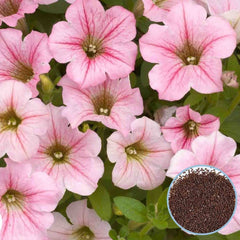 1000 Pink Littletunia Petunia Seeds Grandiflora, Multiflora, Milliflora Perennial Flowers Annual Seeds (Flower)