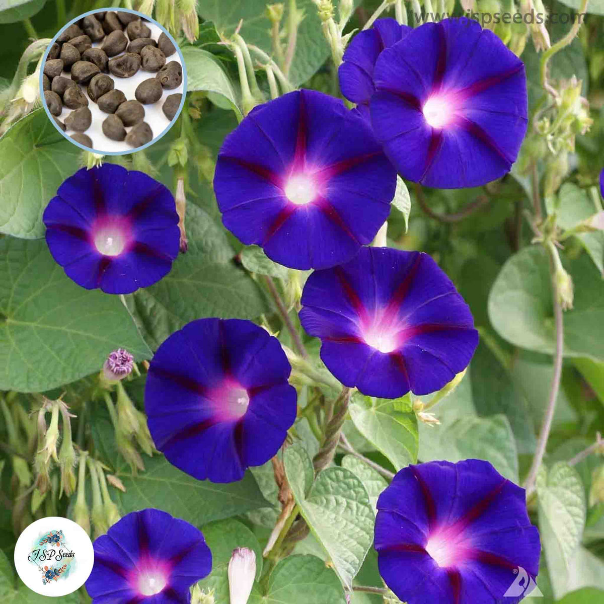 50 Morning Glory Grandpa Ott Seeds (Flower Plants)