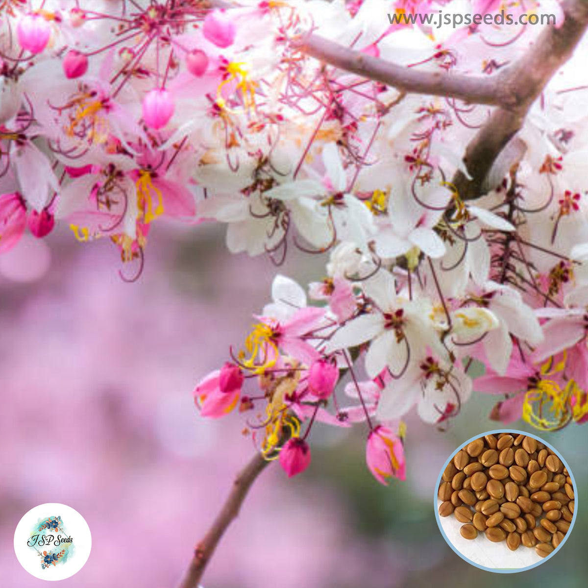 50 Wishing Tree, Pink Shower Cassia bakeriana Craib Seeds