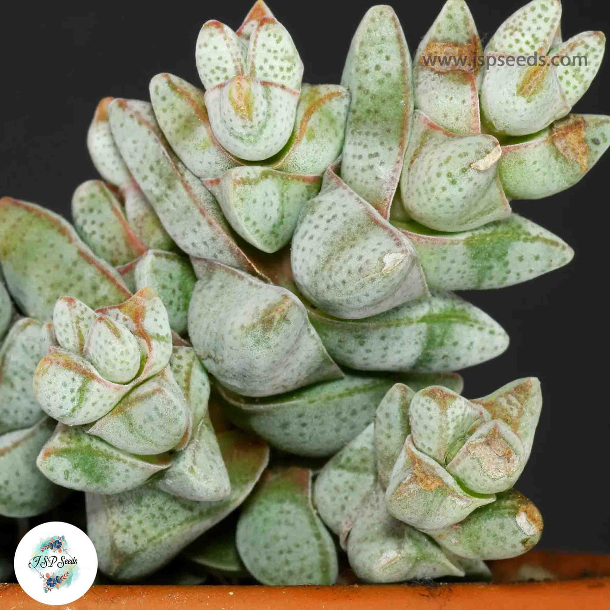 Crassula deceptor / 40 seeds (Alabaster Towers)