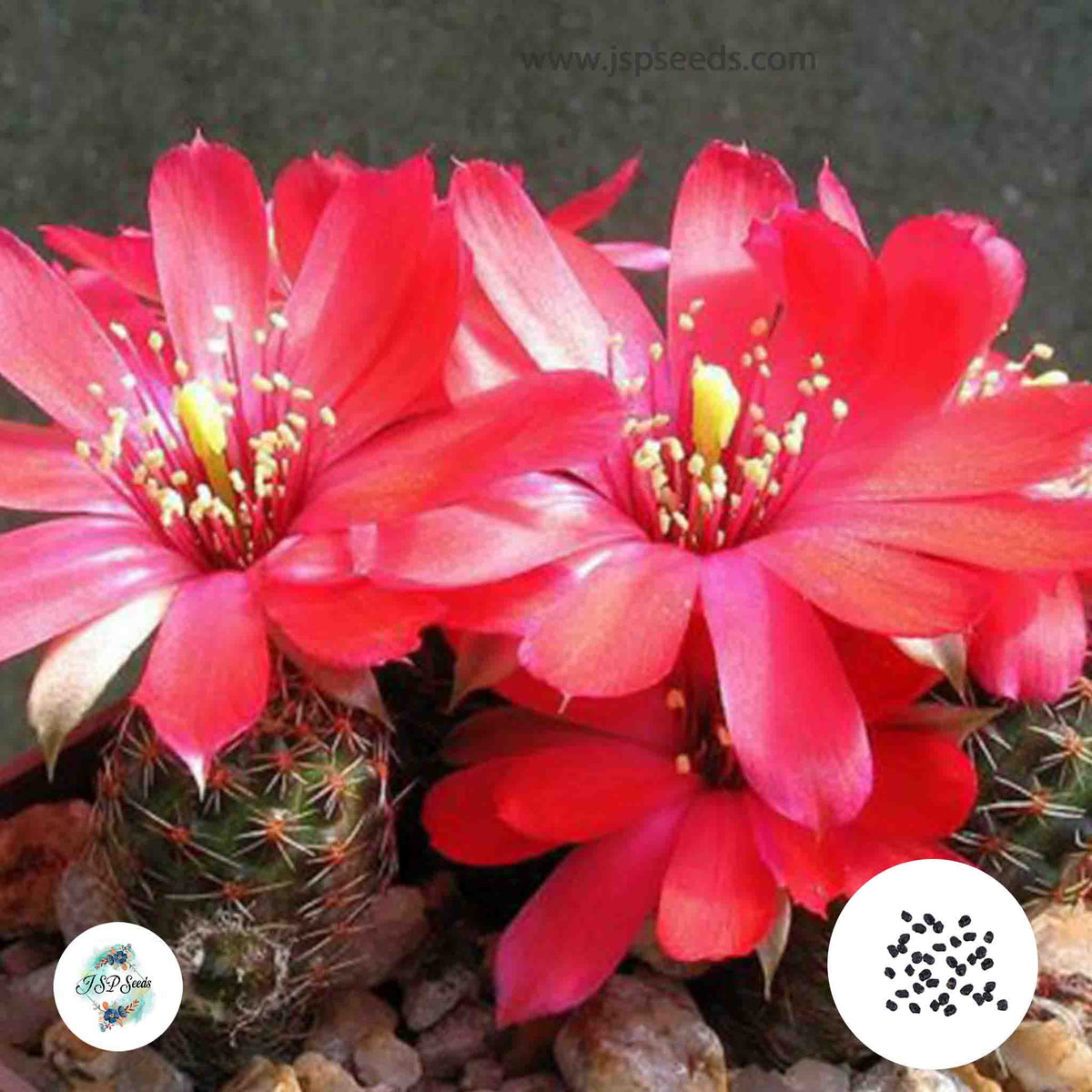 40 Seeds Mediolobivia colorea Cactus Succulent seeds