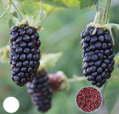 100 Giant Blackberries Tree Sweet Mulberry Organic Fruit Planting Potted Home Garden Seeds