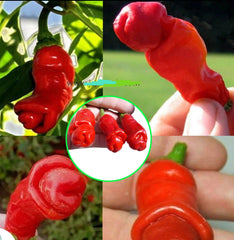 100 Penis Pepper Bonsai Planting Real Hot Chili Heirloom Seeds (Vegetable Potted Plants)