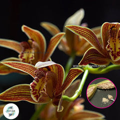 50 Tiger Cymbidium Orchid flower Seeds (Flower Garden Potted Plants)Thailand Orchids