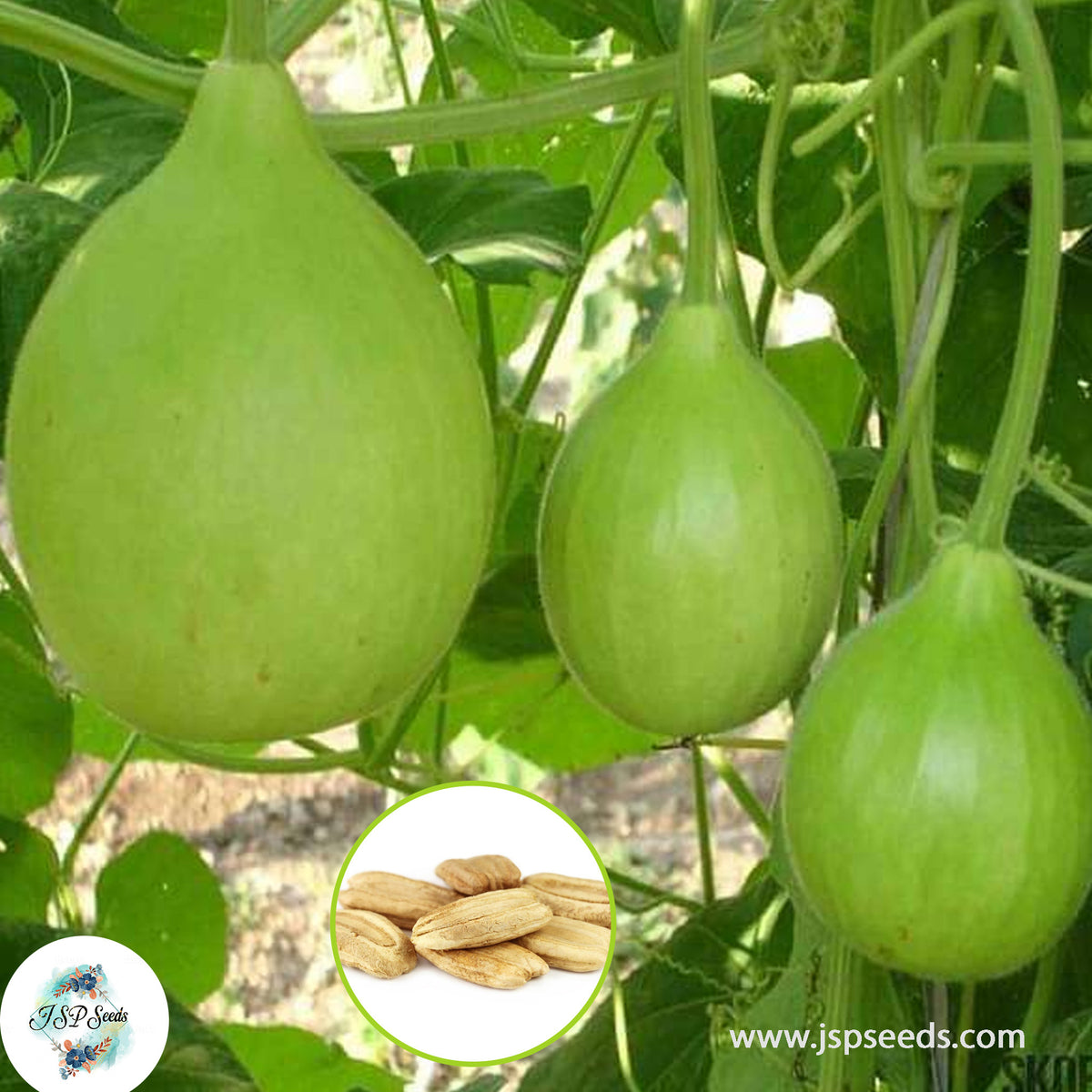 30 Bottle Gourd Heirloom Seeds (Vegetable Potted Plants)