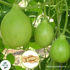 30 Bottle Gourd Heirloom Seeds (Vegetable Potted Plants)