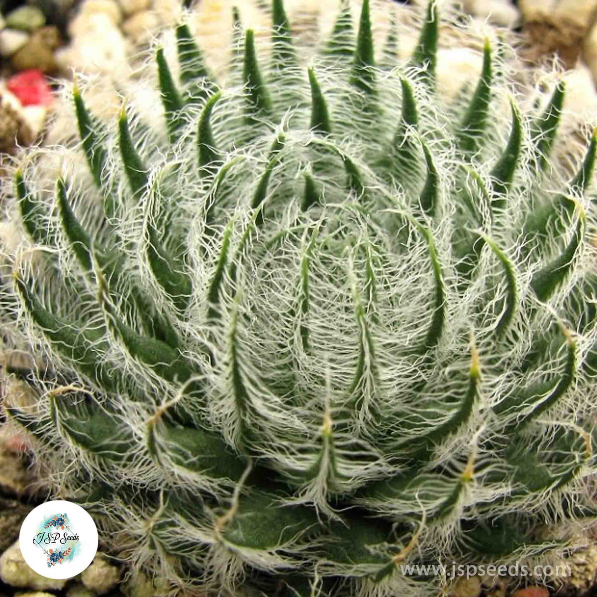 Haworthia odetteae / 40 seeds [RARE]