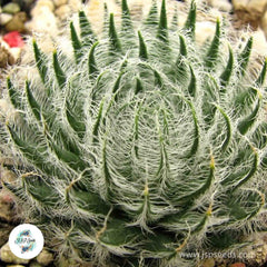 Haworthia odetteae / 40 seeds [RARE]