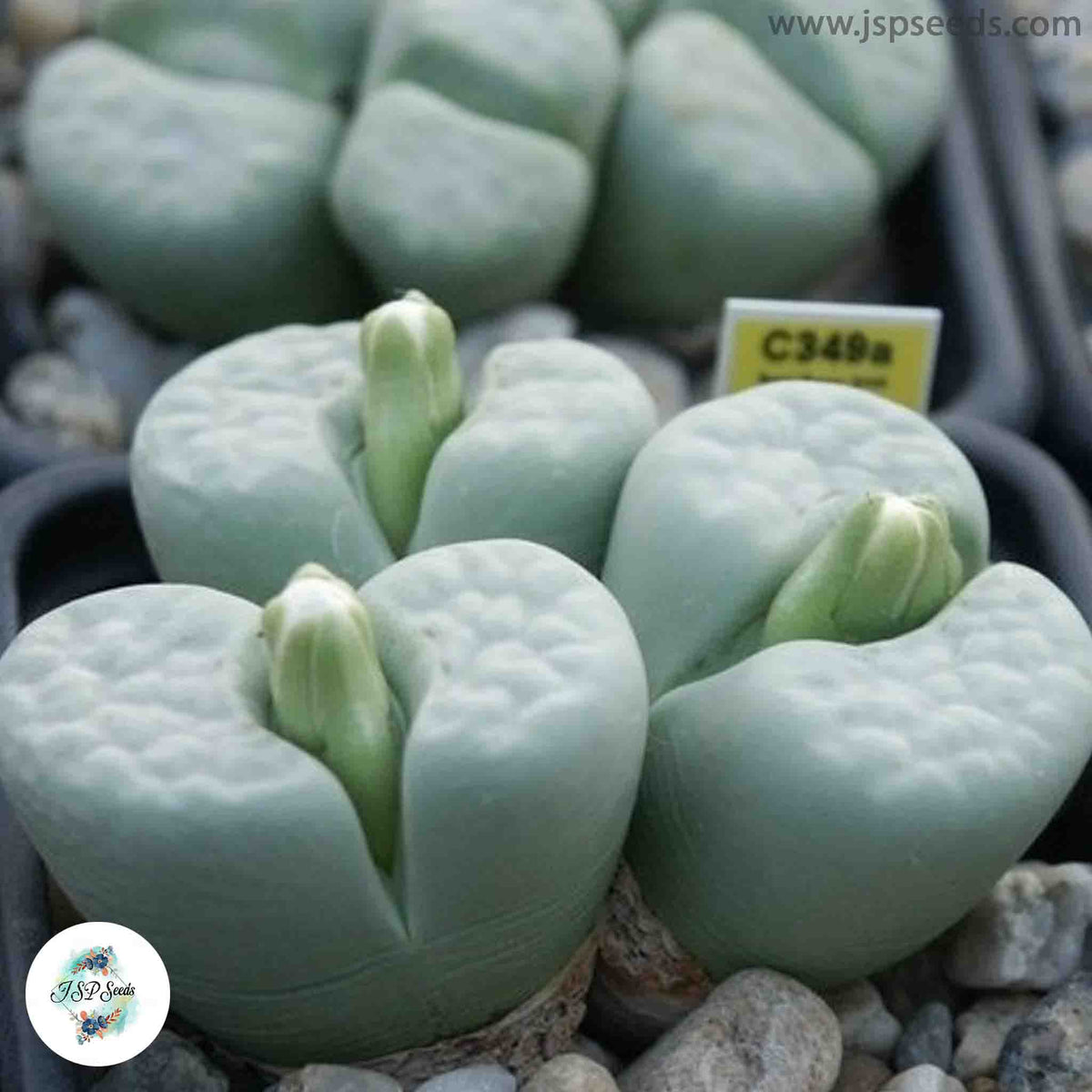 Lithops julii ‘peppermint cream’ C297A [RARE] / 40 seeds  (Living stones)