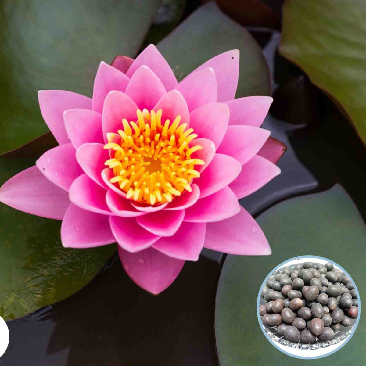 15 Thai Heirloom Lotus flower Bonsai Seeds Water Plants (Original Thai Seeds) 002