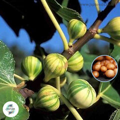 30 Striped Tiger Ficus Carica Seeds Fig Seeds Tropical Bonsai Rare Fruit Seeds