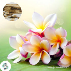 20 Thai Tuk Plumeria Rubra (Frangipani) Seeds Fresh Flower New Seeds