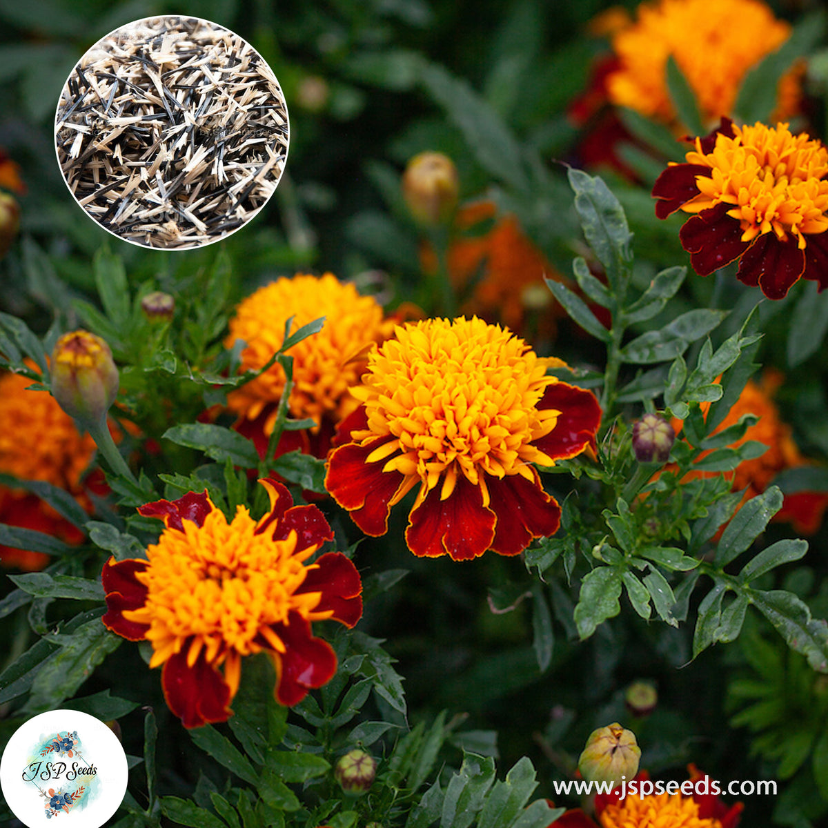 200 Tiger Eyes French Marigold Double Dwarf Flowers Heirloom Seeds (Asia Flower)