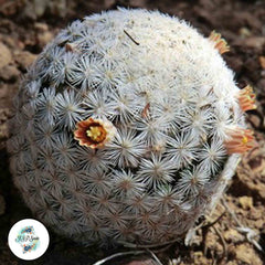 40 seeds Mammillaria gasseriana, Rio Nazas v. 20km south Nazas  Cactus Succulent seeds