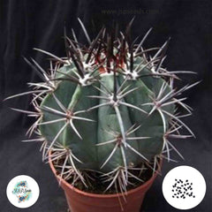 40 Seeds Melocactus neglectus Cactus Succulent seeds