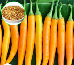 100 Pepper Yellow Long Thai Chilli Spicy Hot Seeds (Asia Vegetable) Heirloom NON GMO Fresh