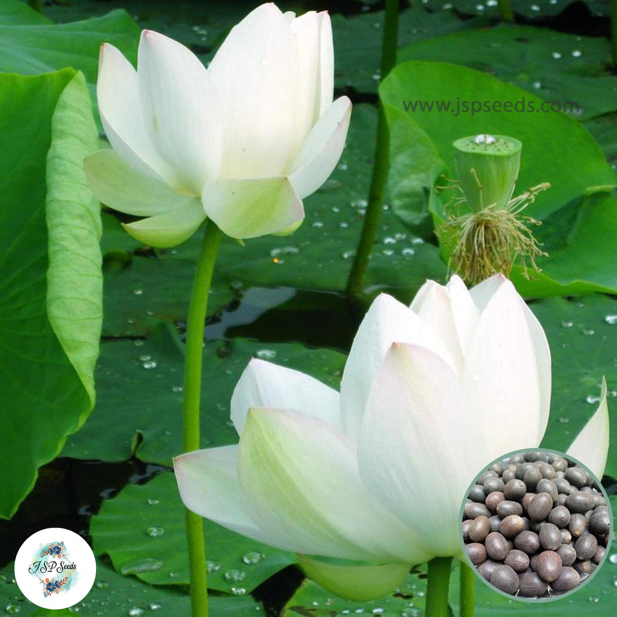 15 Thai Heirloom Lotus flower Bonsai Seeds Water Plants (Original Thai Seeds) 047