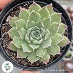 Echeveria halbingeri / 40 seeds