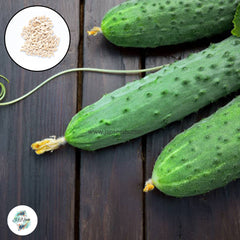 50 Branch Cucumber Bonsai Hybrid Resistance To Disease Heirloom Seeds (Vegetable Potted Plants)