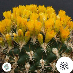 40 Seeds Weingartia lanata Cactus Succulent seeds