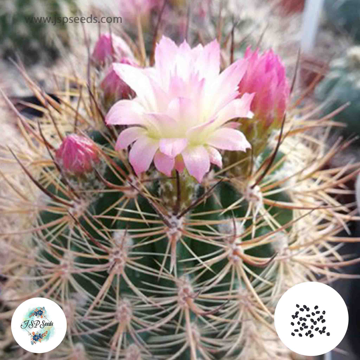 40 Seeds Neoporteria subgibbosa Cactus Succulent seeds