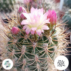 40 Seeds Neoporteria subgibbosa Cactus Succulent seeds