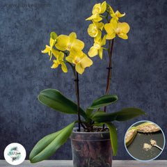 50 Yellow Phalaenopsis Bonsai Perennial Flowering Plants Potted Orchids Flowers Garden Seeds