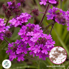 800 Purple Moss Verbena Seeds Perennial Ground Cover Creeping