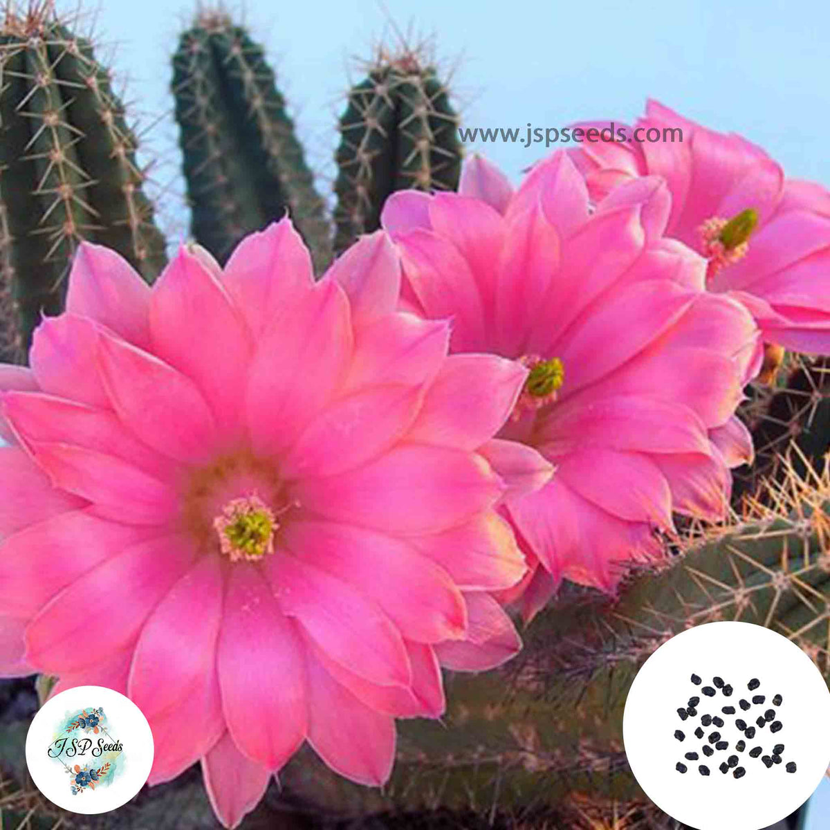 40 Seeds Echinocereus scheeri Cactus Succulent seeds