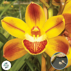 50 Golden Cymbidium Orchid flower Seeds (Flower Garden Potted Plants)Thailand Orchids