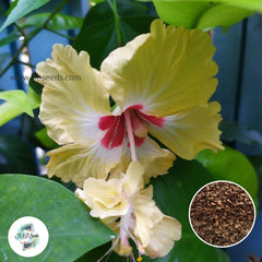 35 Yellow Bird Hibiscus Beautiful Hardy Perennials Seeds (Asia Flower Garden Plants)