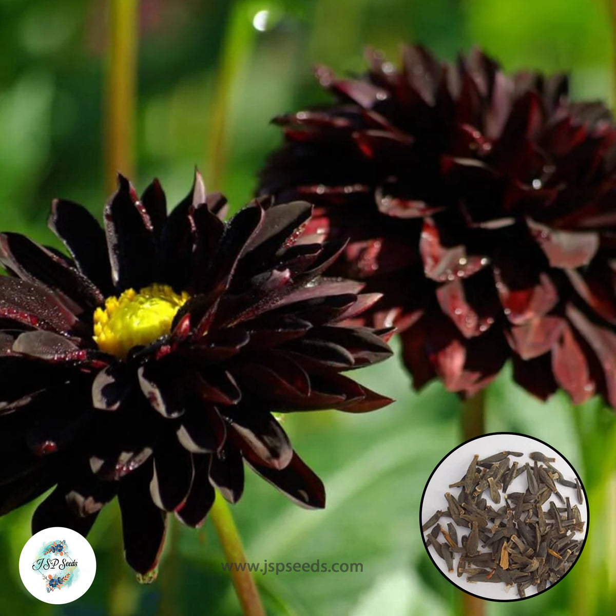 50 Black Dahlia Seeds (Flower Garden Potted Plants)