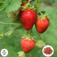 100 Fort Laramie Strawberry Homegrown Edible Garden Fruit Organic Sweet Non-GMO Berry Seeds