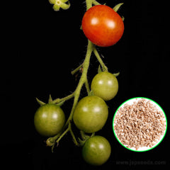 100 Peach Tomato Plant Seeds (Asia Vegetable) Lycopersicon esculentum Mill.