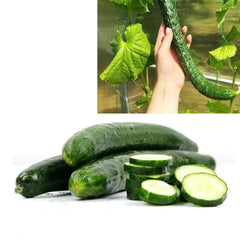 100 Japanese Cucumber Heirloom Seeds (Vegetable Potted Plants)