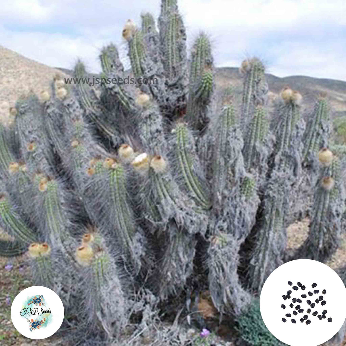 40 Seeds Eulychnia breviflora Cactus Succulent seeds