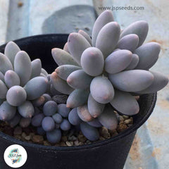 Pachyphytum rzedowskii / 40 seeds