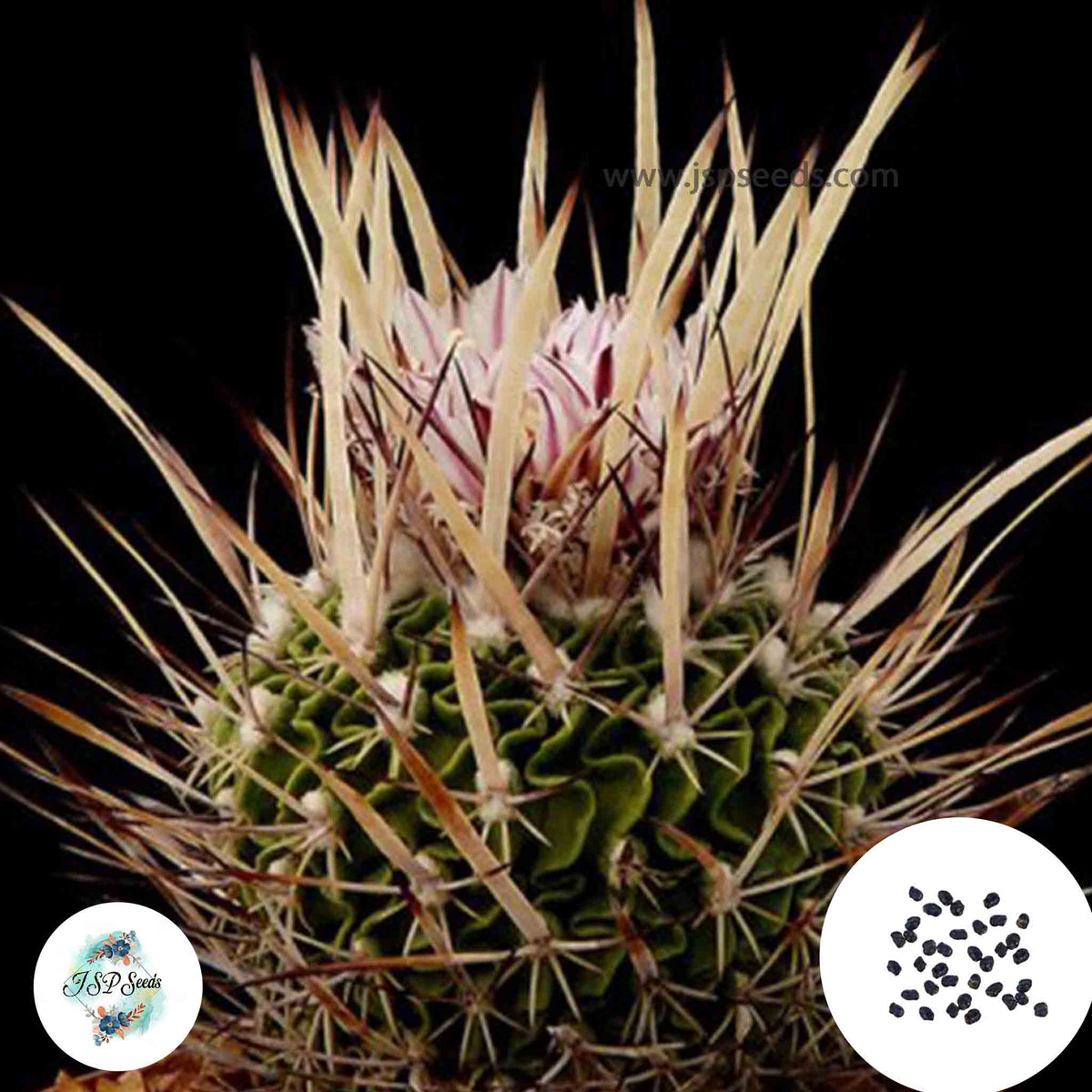 40 Seeds Echinofossulocactus arrigens Cactus Succulent seeds