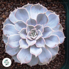 Echeveria lilacina / 40 seeds [Ghost Echeveria]