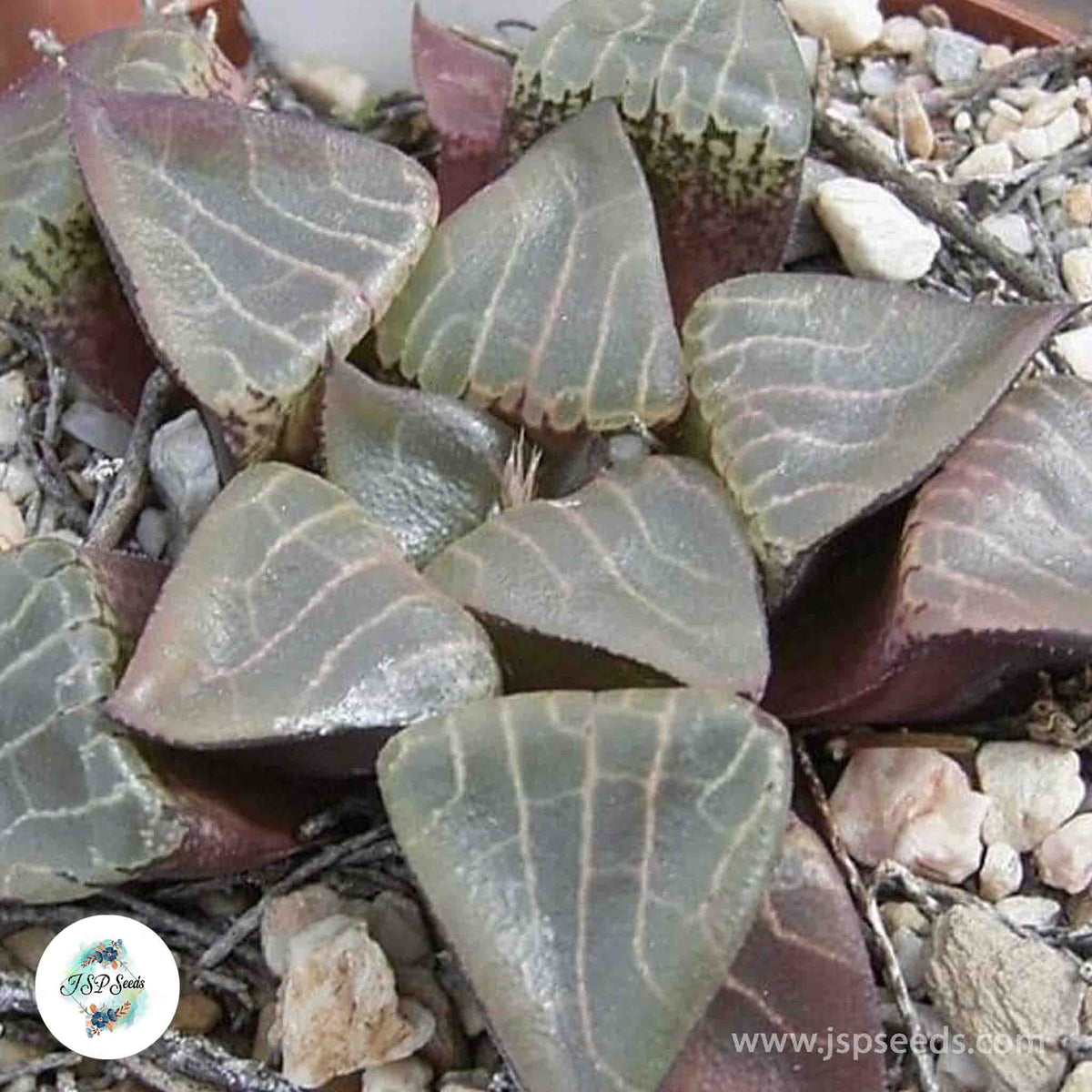 Haworthia bayeri x comptoniana / 40 seeds